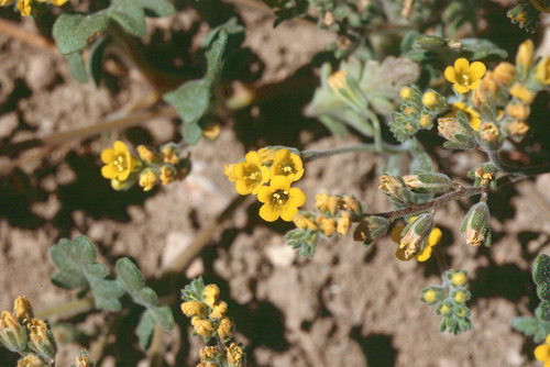 yellow phacelia (Phacelia lutea)