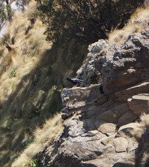 Corvus crassirostris