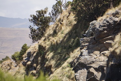 Corvus crassirostris