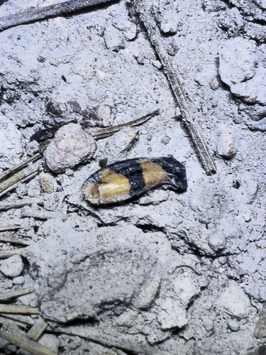 Panagaeus sallei