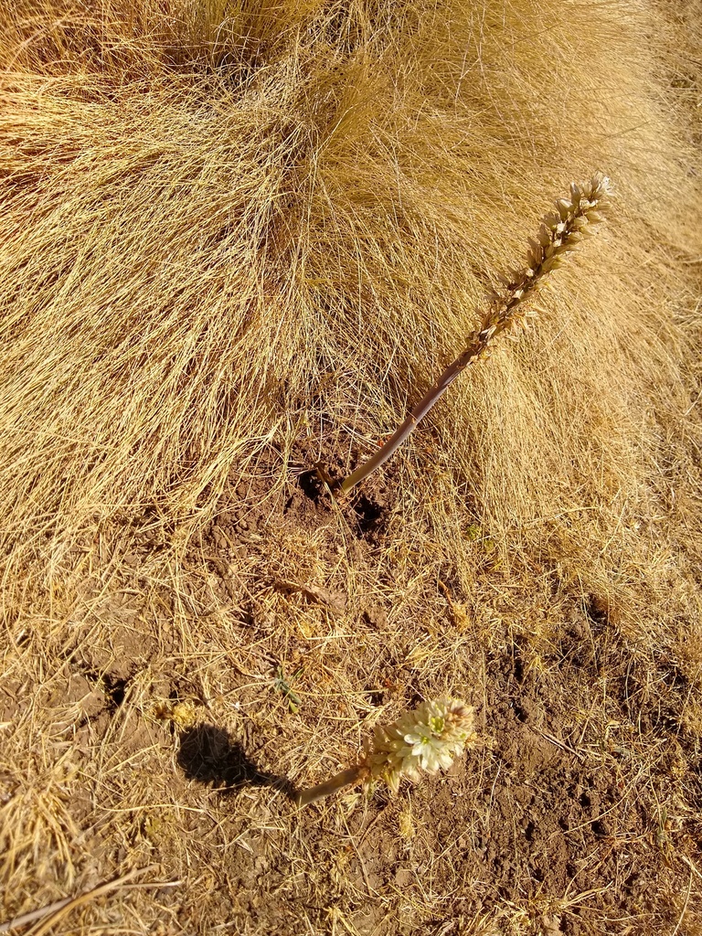 Drimia simensis, Semen Gondar, Amhara, Ethiopia