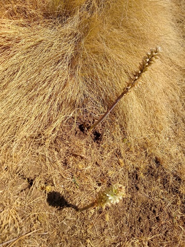 Drimia simensis