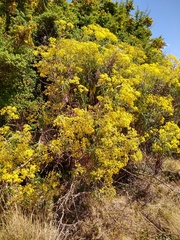 Barkleyanthus salicifolius