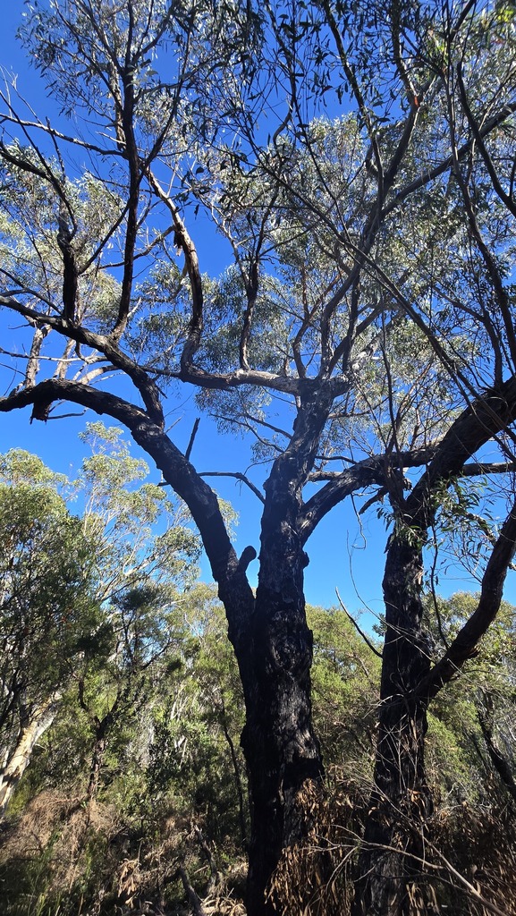 Eucalyptus ralla