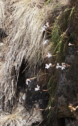 Dianthus longiglumis image