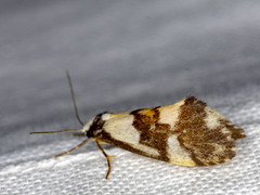 Philenora irregularis