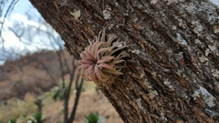 Tillandsia ionantha