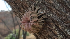 Tillandsia ionantha