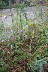 Astragalus neglectus