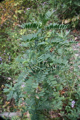Astragalus neglectus
