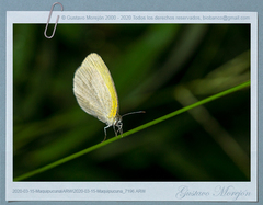 Eurema daira