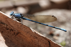 Argia fissa