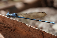 Argia fissa