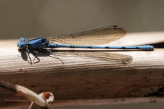 Argia fissa
