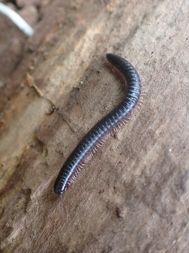 Portuguese Millipede photo 2