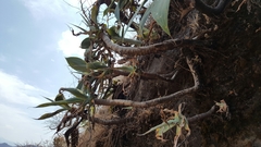 Agave attenuata