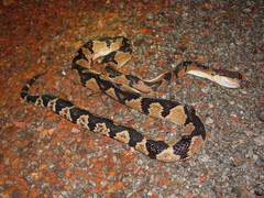 Bushmaster photo 3