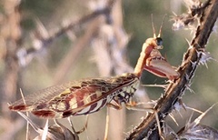 Paramantispa prolixa