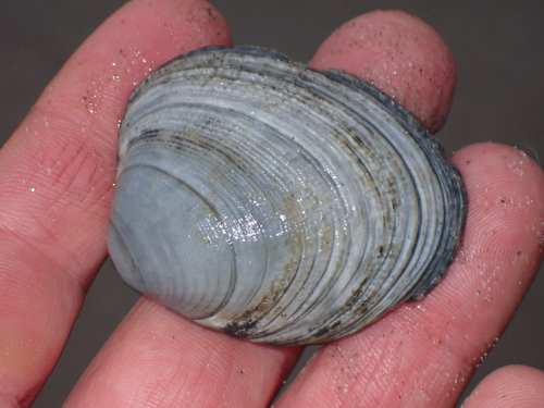 Venerupis largillierti, 2026-04-27