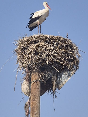 White Stork