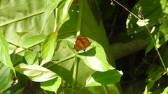 Symbrenthia lilaea formosanus