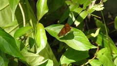 Symbrenthia lilaea formosanus