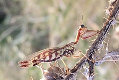 Paramantispa prolixa