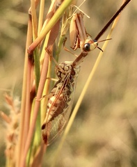 Paramantispa prolixa