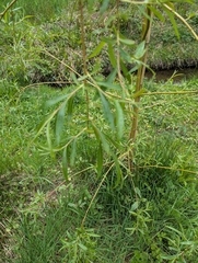 Salix × pendulina, photograph (c) Owen and Carol Fawcett., some rights reserved (CC BY)