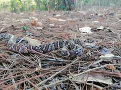 Trimorphodon quadruplex