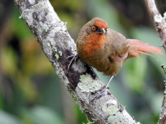 Phacellodomus erythrophthalmus