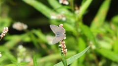 Zizina otis labradus