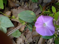 Ipomoea suffulta