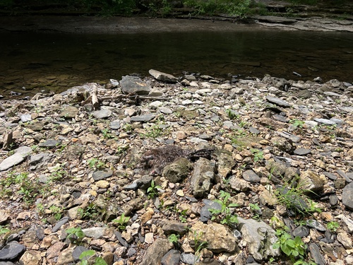 animal observation 2