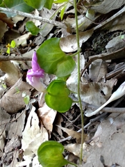 Ipomoea suffulta