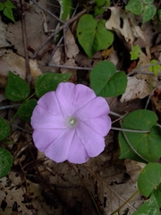Ipomoea suffulta
