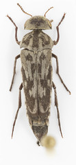 Yakuhananomia bidentata
