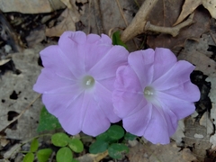 Ipomoea suffulta
