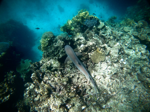 Whitetip Reef Shark