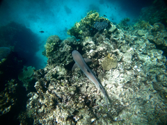 Whitetip Reef Shark