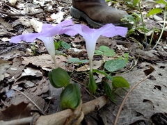Ipomoea suffulta
