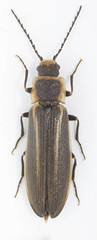 Denticollis denticornis