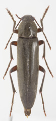 Enchodes sericea
