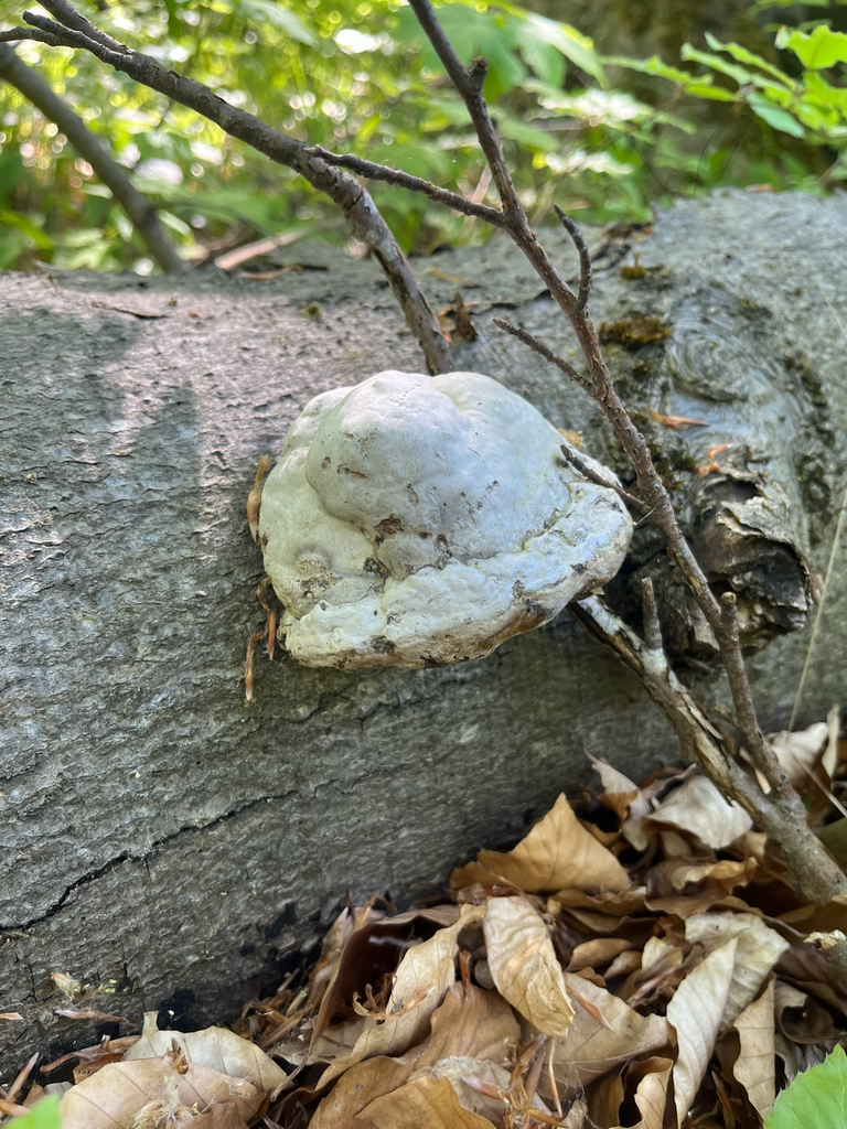 Fomes fomentarius · April 2026 · photo: © mu_schel (iNaturalist, cc-by)