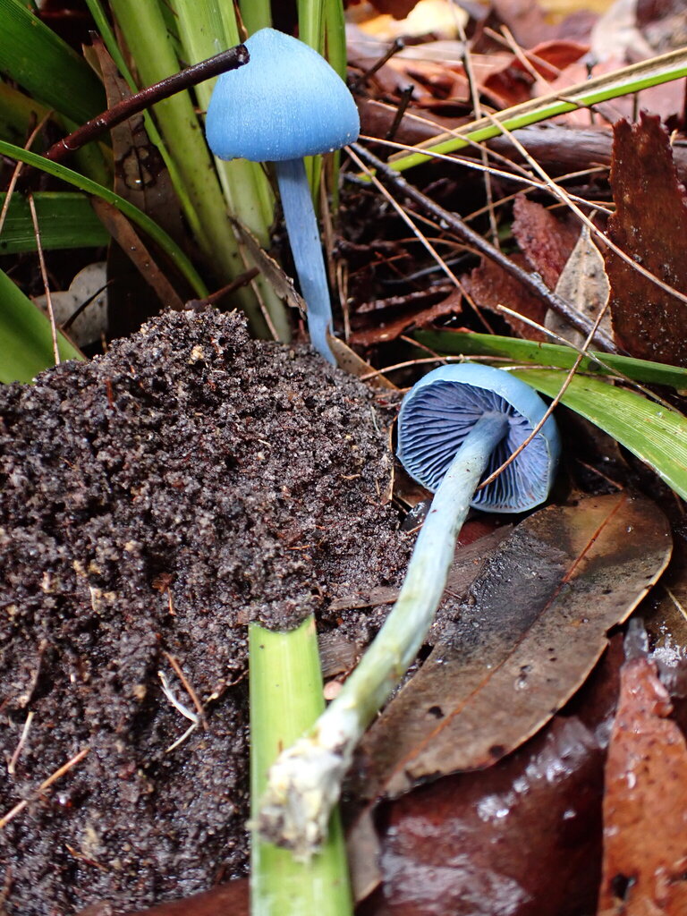 Entoloma virescens · March 2026 · photo: © oqt (iNaturalist, cc-by)
