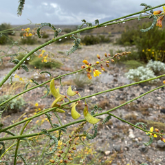 Hoffmannseggia microphylla