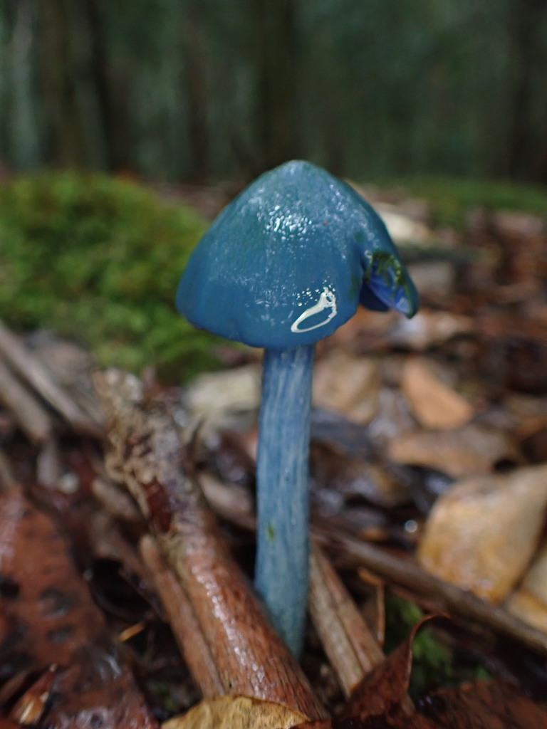 Entoloma virescens · March 2026 · photo: © oqt (iNaturalist, cc-by)