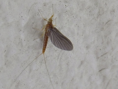 Ephemeroptera