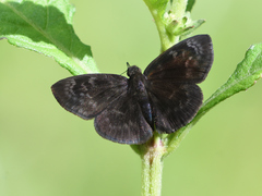 Ebrietas evanidus