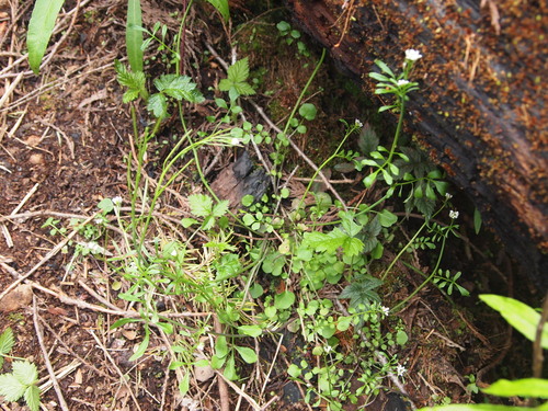 Cardamine oligosperma observed 2026-04-26